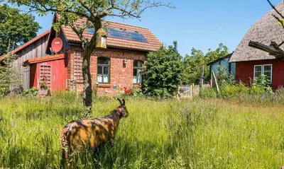 Tiere im Ferienhaus oder in der Nähe