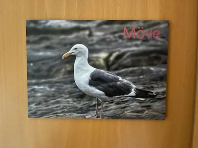 Tiere in der Ferienwohnung oder in der Nähe