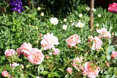 Ein Garten an der Unterkunft Landhaus Martens