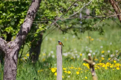 Ein Garten an der Unterkunft Ferien unnern Appelboom (80m2 Wohnung mit großem Garten)