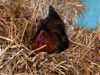 Tiere in diesem Bauernhof oder in der Nähe