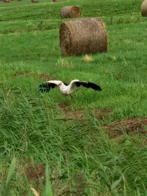 Tiere in der Ferienwohnung oder in der Nähe