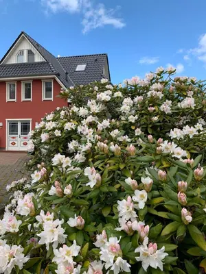 Ein Garten an der Unterkunft Ferienwohnung Strandgut - Kavelweg 9 - Zingst