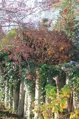 Ein Garten an der Unterkunft Haus 