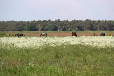 Tiere in der Ferienwohnung oder in der Nähe
