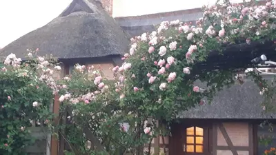 Ein Garten an der Unterkunft Boddenzauber