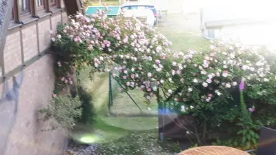 Ein Garten an der Unterkunft Darssblick