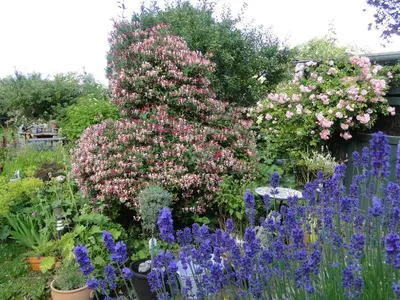 Ein Garten an der Unterkunft Blue Water 1
