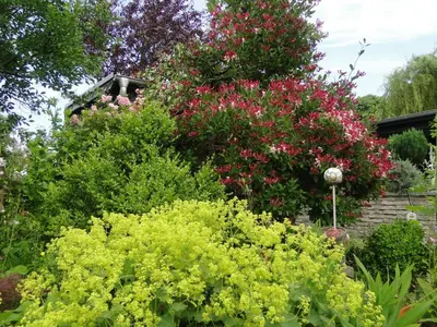 Ein Garten an der Unterkunft Blue Water 3