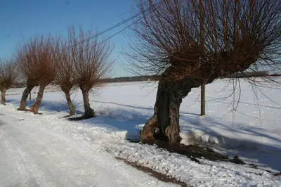 Cathrins Boddenblick im Winter