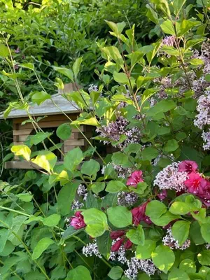 Ein Garten an der Unterkunft Haus 